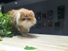 -藏猫猫咖啡主题馆(中央大道店)