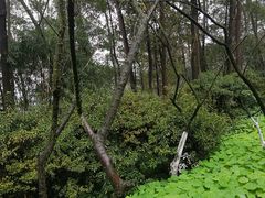 -南山植物园