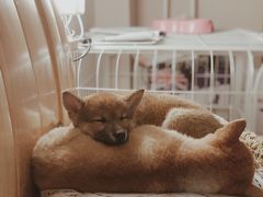 -喜多萌中农锦绣动物医院24H·猫科·牙科MRI·CT
