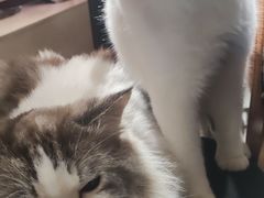 -more than meow吴止猫主题餐厅(承德 中船汇店)