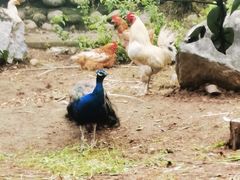 -丽泽山庄·生态怀柔菜·虹鳟鱼(红螺寺店)