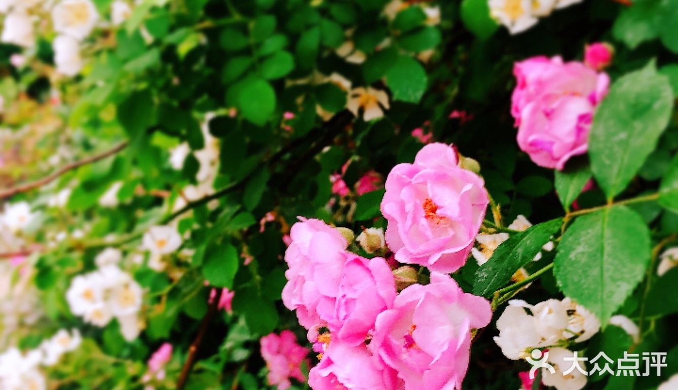 小众风光/绝美月季花墙