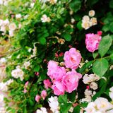 小众风光/绝美月季花墙