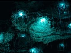 -怀托摩萤火虫洞