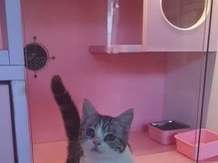 -麒麟缅因猫舍·十五年缅因猫选购中心