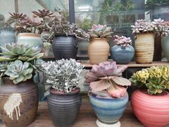 -金科花卉市场