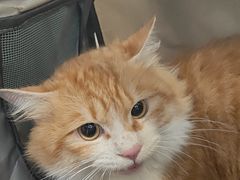 -瑞派动物医院·绝育·犬猫全科·预防医学(光景江南中店)