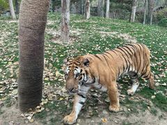 -北京野生动物园
