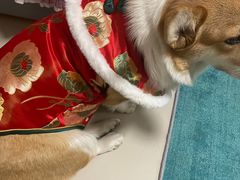 -宠颐生宠物医院·心肾内科·猫专科诊疗中心宠巢店
