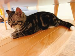 -柚子猫舍·精品猫舍购猫·猫咪认养·购宠·宠物店