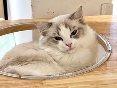 -有喵·猫咖·狗咖·30几只猫10只小狗(岗厦店)