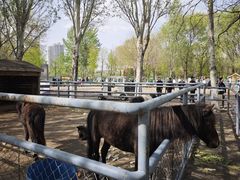 -长白岛森林公园