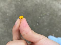 -成都松鼠部落