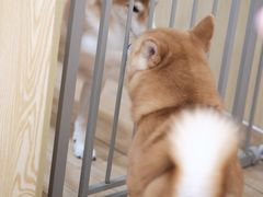 -Double Rui宠物酒店