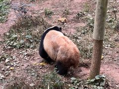 -中国大熊猫保护研究中心雅安碧峰峡基地