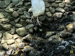-燕塞湖鸟语林景区