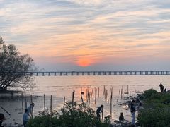 -宝安西湾红树林湿地公园