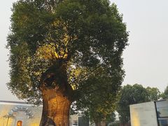 -养云安缦·廊