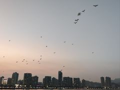 -野狸岛