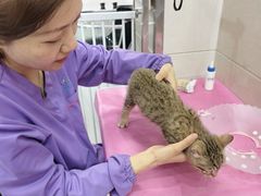 -北京观赏动物医院·24小时大型综合·猫专科·异宠专科