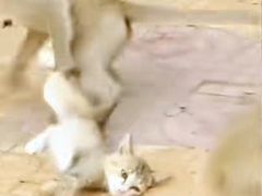 -昆明动物园