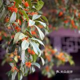 桂拂清风菊带霜