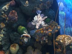 -暹罗海洋世界