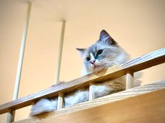 -滚猫咖啡·猫咖·猫友好撸猫(未来城店)