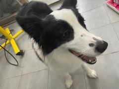 -宠福鑫康馨动物医院·骨科·眼科