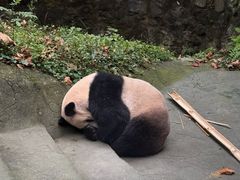 -都江堰中华大熊猫苑