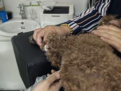 -汪喵宠物医院·骨科心脏影像·犬猫急重症ICU诊疗中心(成华分院)