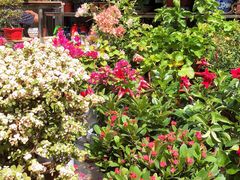 -曲阳花鸟市场(曲阳路店)