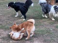 -趣多多宠物公园·宠物训犬学校·宠物寄养