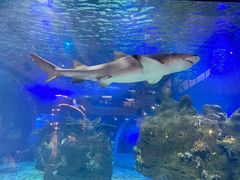 -江和美海洋公园