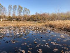 -东郊湿地公园