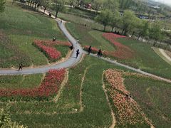 -杭州湾海上花田景区