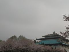 -武汉大学-樱园