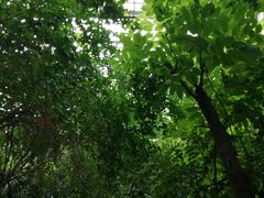 -呀路古热带植物园