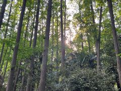 -上海共青森林公园