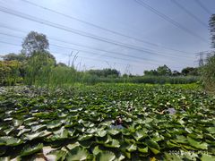 -昆山城市生态森林公园