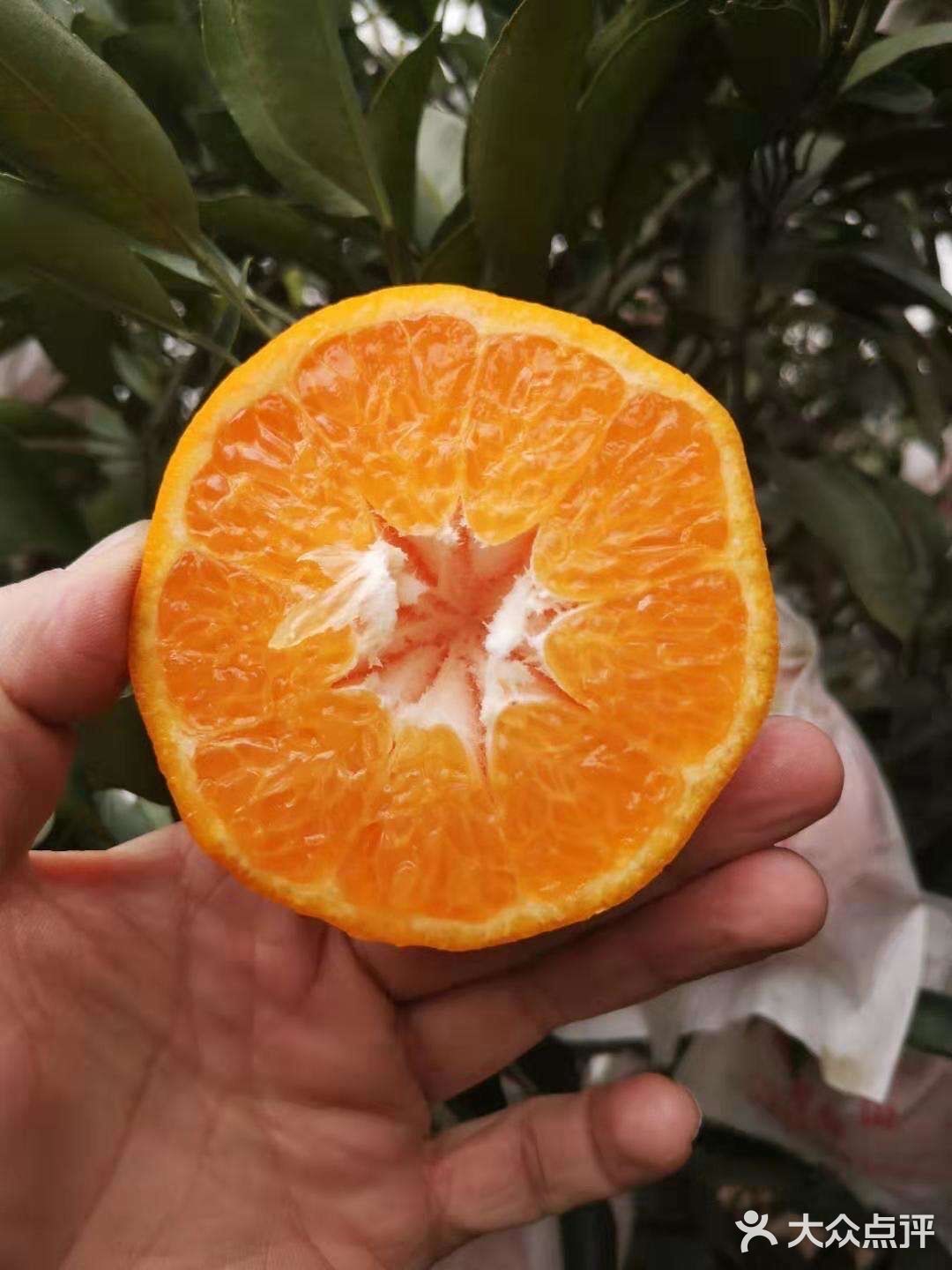 蒲江自家果园耙耙柑 10斤包邮 45-50元