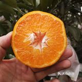 蒲江自家果园耙耙柑 10斤包邮 45-50元