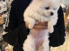 -momokira米努特·德文卷毛猫·棉花面纱犬