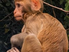 -南湾猴岛+椰田古寨一日游