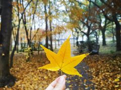 -上海共青森林公园