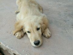 -荣耀金沙动物医院(清江西路店)