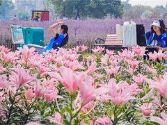 -荷兰花海