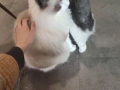 -飞行喵MR PILOT|猫舍·猫咖(静安大融城店)