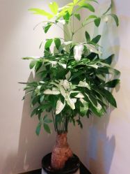 -苑苑vbeauty科技美容SPA