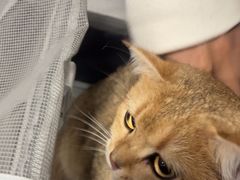 -瑞派福兴宠物医院犬猫全科·骨科·中西医结合(河东店)